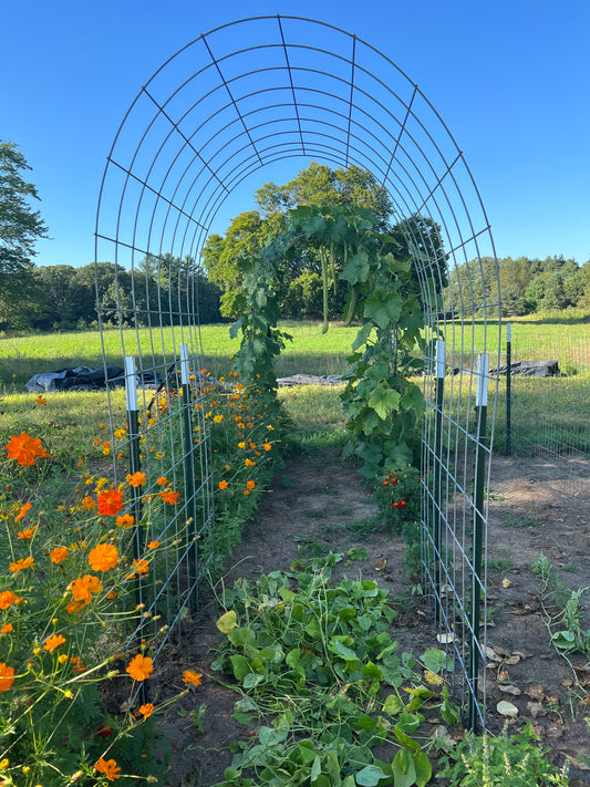 Vertical Gardening - For Everyone!