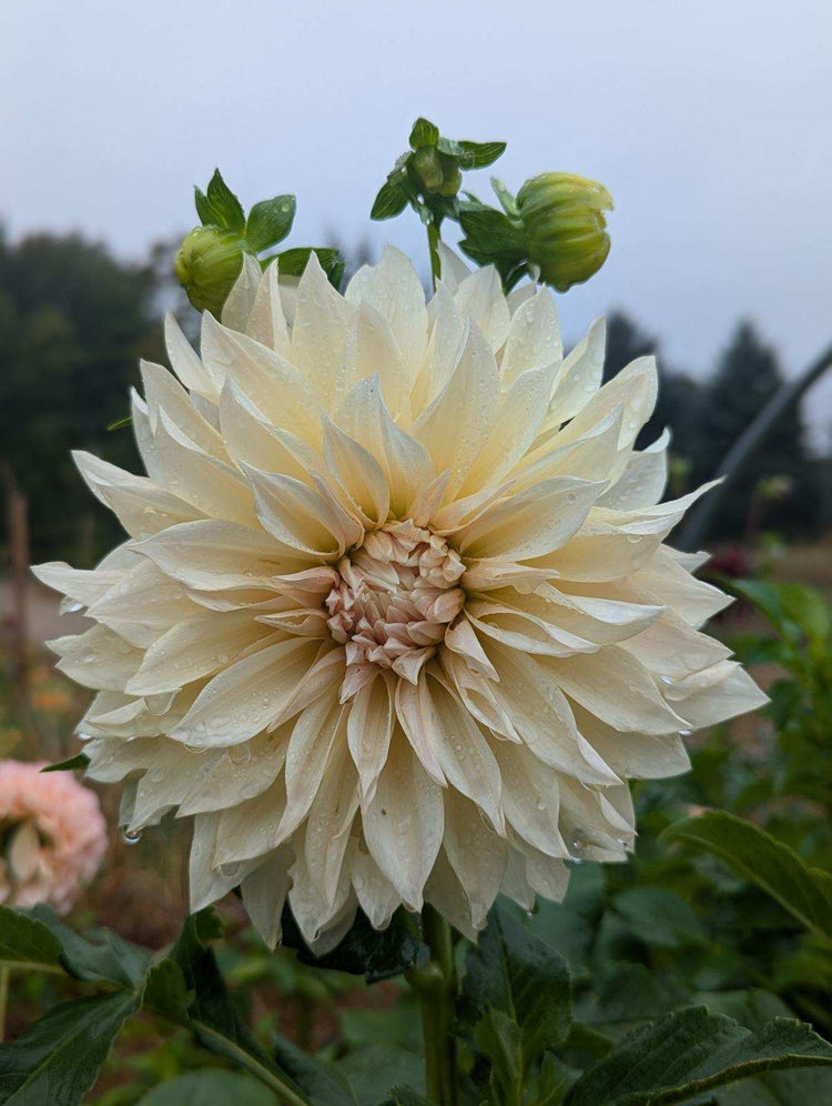 Dahlia Tubers