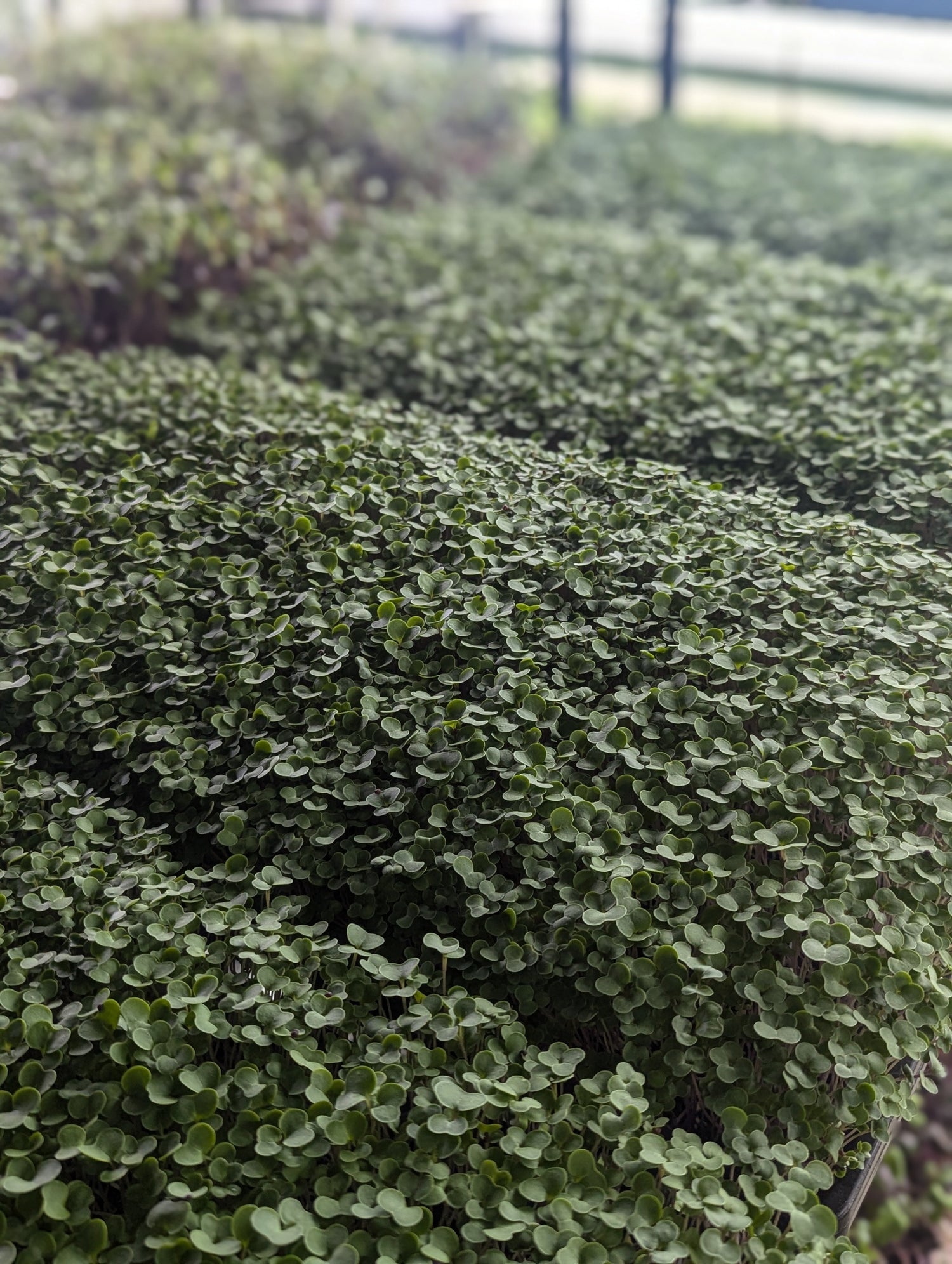 Microgreens