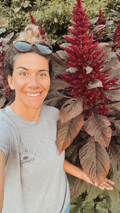 Amaranth Seeds