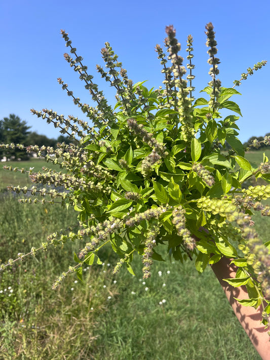 Lemon basil seeds