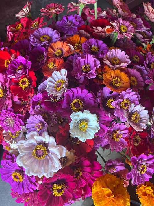 Zinnia Mix Seeds