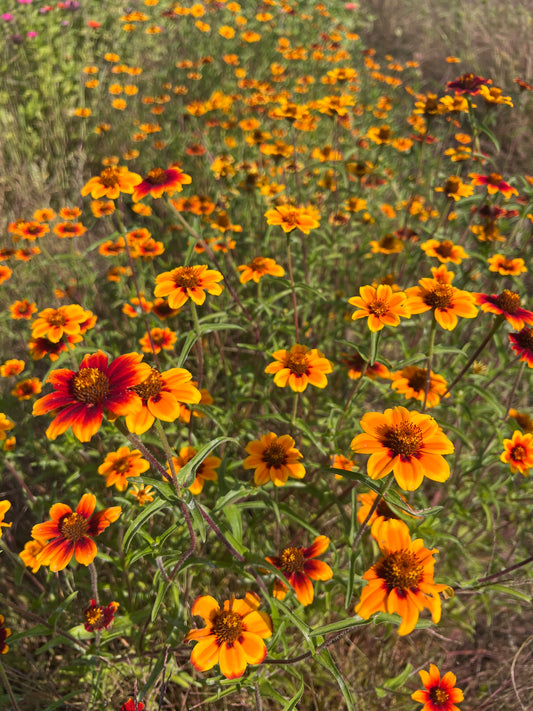 Persian Carpet Zinnia Mix Seeds