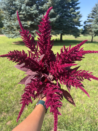 Amaranth Seeds