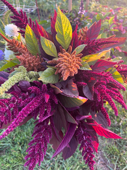 Amaranth Seeds