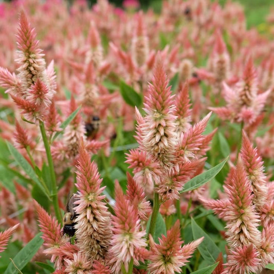 Celosia Seeds