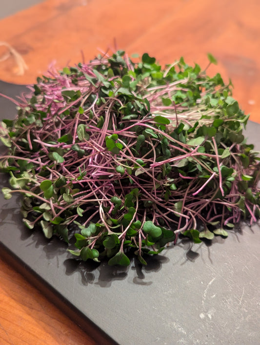 Microgreens Solo Orders