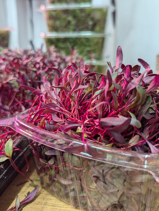 Microgreen Memberships